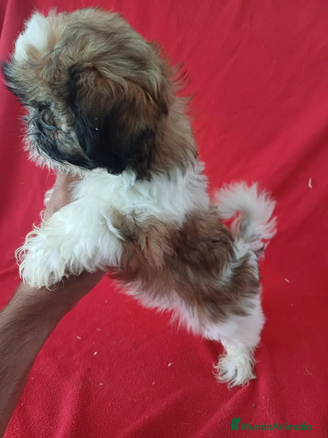Shih Tzu perros en venta: Shitzhu  - Anuncio 2