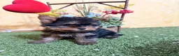 Yorkshire Terrier perros en venta: Yorkshire terrier muy bonitos!! - Anuncio 1