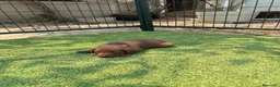 Labrador Retriever perros en venta: LABRADOR - Anuncio 16