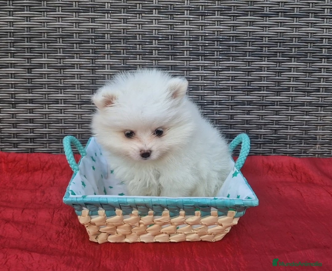 Pomerania perros en venta: Pomerania toy blanco nuclear  - Imagen 2