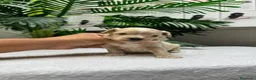 Maltipoo perros en venta: MALTIPOO - Anuncio 29