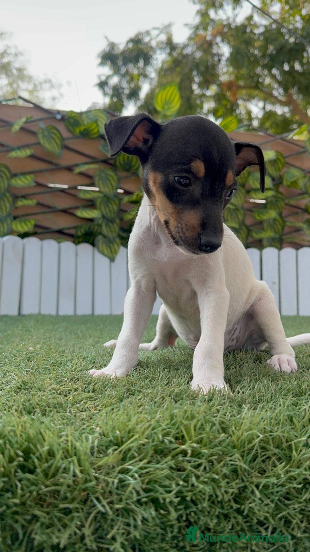 Ratonero Bodeguero Andaluz perros en venta: BODEGUERO ANDALUZ - Imagen 10