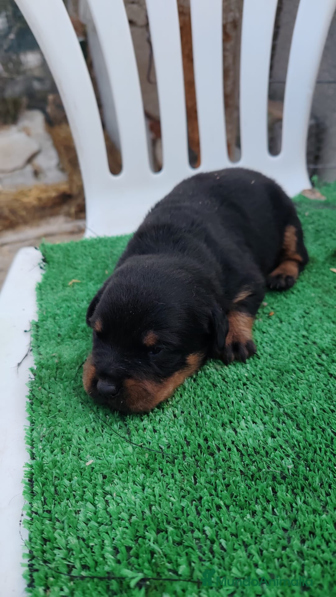 Rottweiler perros en venta: Camada de Rottwailer en Toledo - Anuncio 3