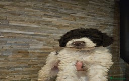 Perro de Agua Español perros en venta: Machos bicolores PDAE - Imagen 7