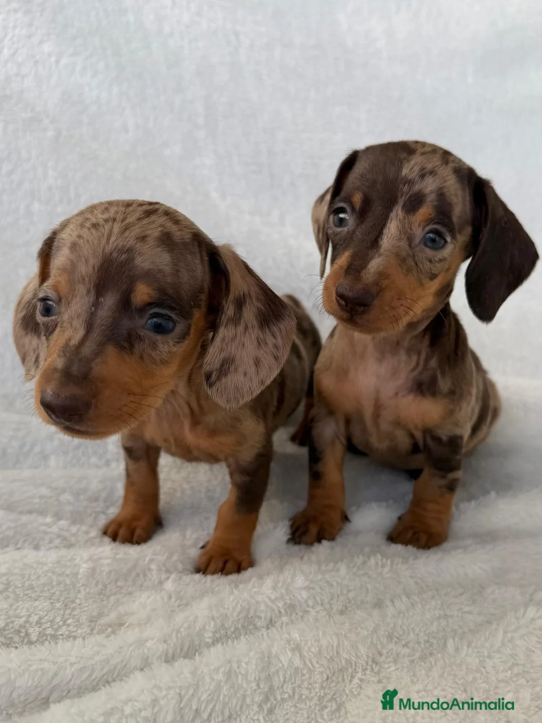 Teckel Miniatura perros en venta: TECKEL ARLEQUÍN CHOCOLATE  - Anuncio 2