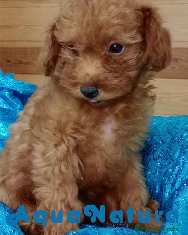 Caniche Toy perros en Barcelona - Anuncio 6