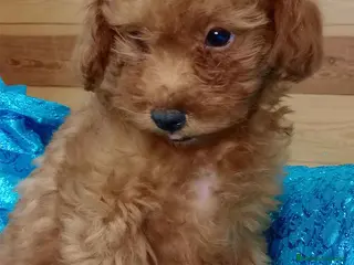 Caniche Toy perros Caniche Hembra de Bella y Can 6077 AQUANATURA en Barcelona - Anuncio 23