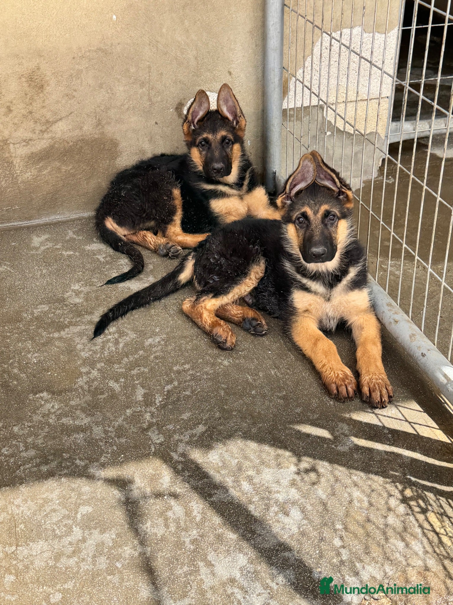 Pastor Alemán perros CACHORROS DE PASTOR ALEMÁN  - Anuncio 2