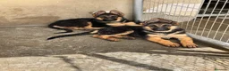 Pastor Alemán perros en venta: CACHORROS DE PASTOR ALEMÁN  - Anuncio 2