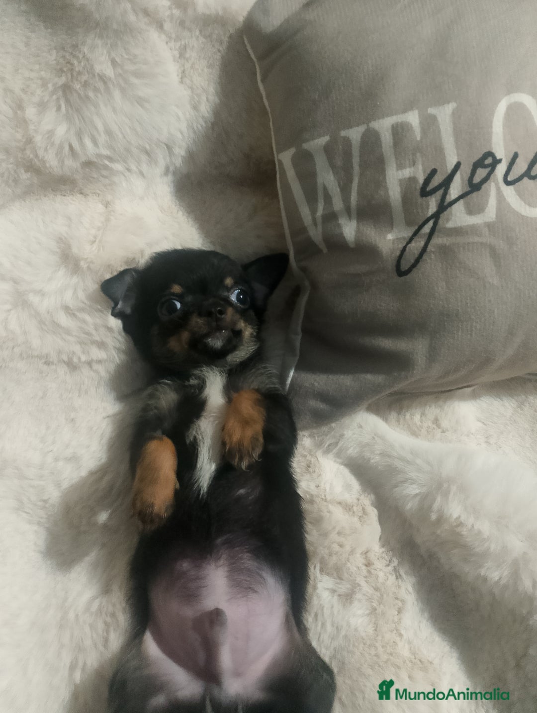 Chihuahua perros en venta: Chihuahua toy de verdad  - Imagen 7