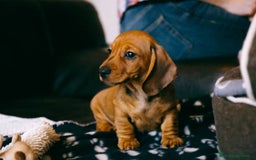Teckel Miniatura perros en venta: TECKEL TORREMOLINOS ( MALAGA)  - Imagen 1