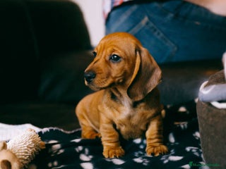 Teckel Miniatura perros - Anuncio 37