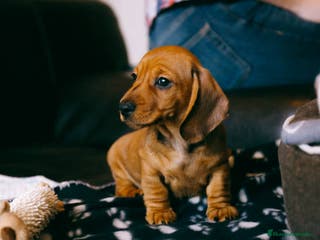 Teckel Miniatura perros TECKEL TORREMOLINOS ( MALAGA) - Anuncio 24