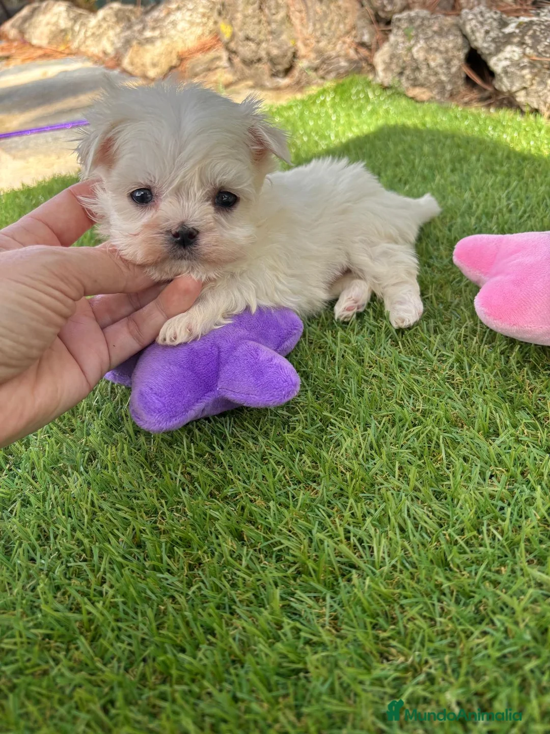 Bichón Maltés perros en venta: Bichon maltés !!!! - Anuncio 2