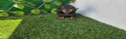 Teckel Miniatura perros en venta: TECKEL MINIATURA & KANNINCHEN NEGRO FUEGO - Anuncio 2