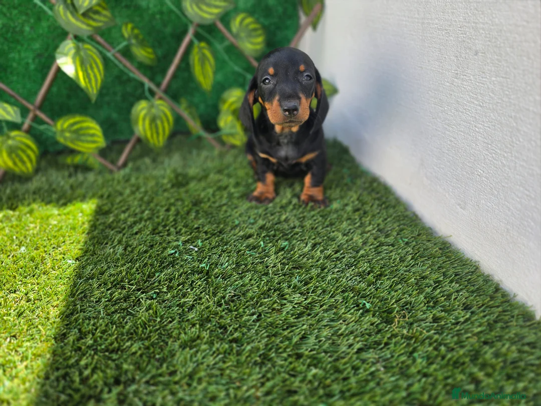 Teckel Miniatura perros en venta: TECKEL MINIATURA & KANNINCHEN NEGRO FUEGO - Anuncio 2