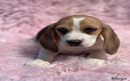 Beagle perros en venta: BEAGLE tricolor hembra  - Imagen 1