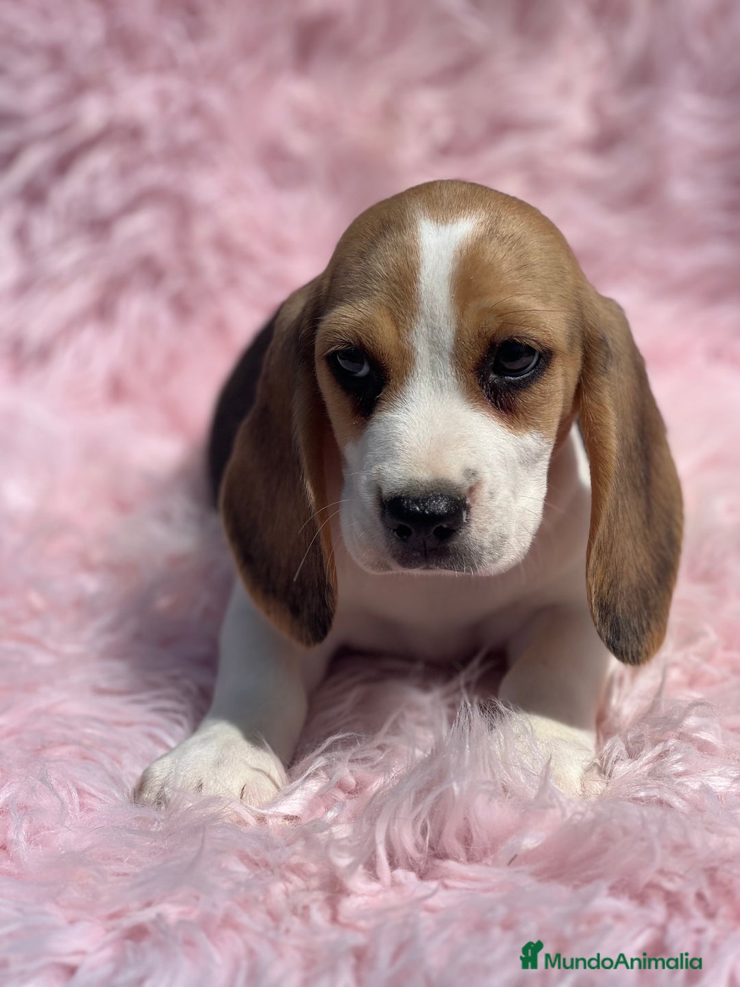 Beagle perros en venta: BEAGLE tricolor hembra  - Imagen 1