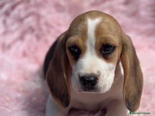 Beagle perros - Anuncio 4