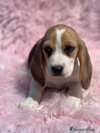 Beagle perros - Anuncio 4