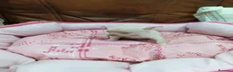 Chihuahua perros en venta: CHIHUAHUA TOY - Anuncio 16