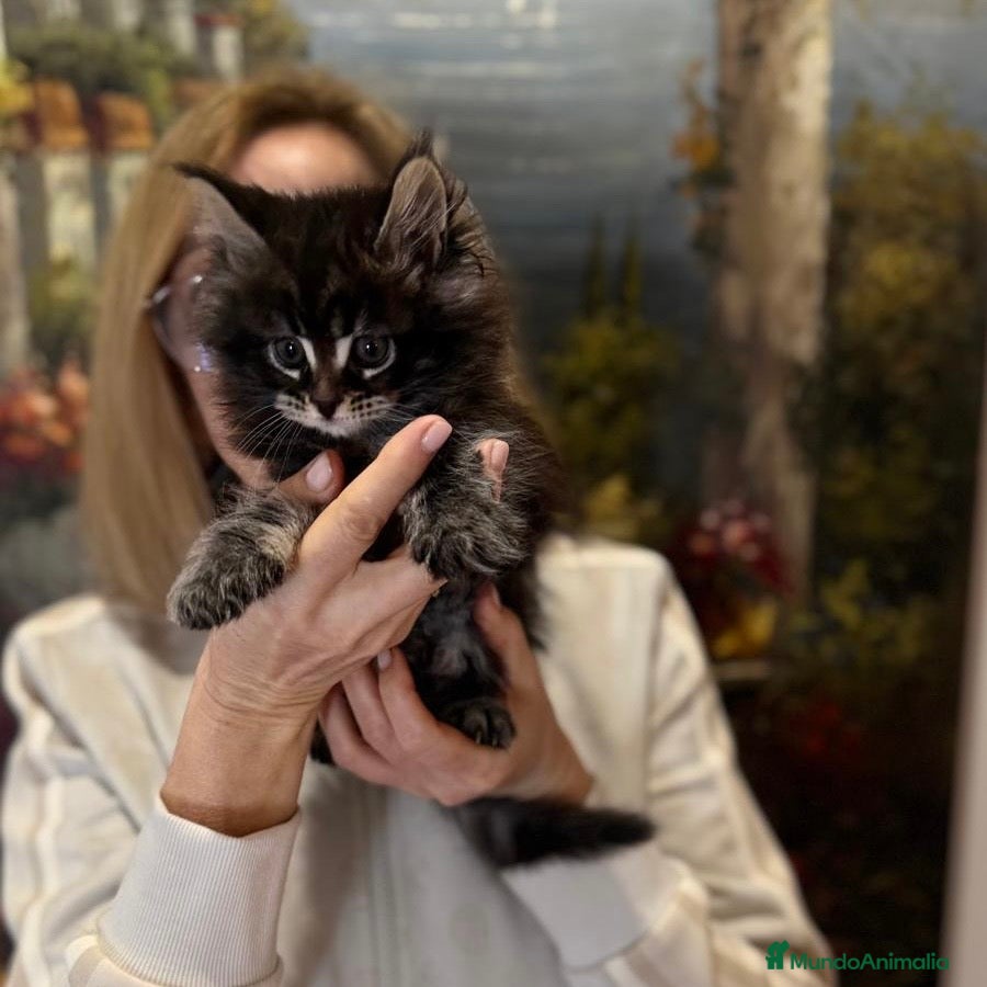 Maine Coon gatos Maine Coon - Anuncio 1