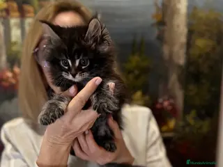 Maine Coon gatos Maine Coon - Anuncio 3
