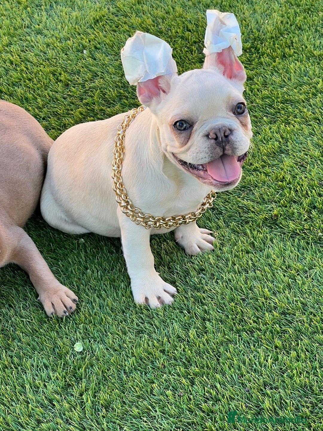 Bulldog Francés perros en venta: BULLDOG FRACÉS PREMIUM !!! - Anuncio 3