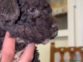 Perro de Agua Español perros Última perra de agua chocolate en Sevilla - Anuncio 4