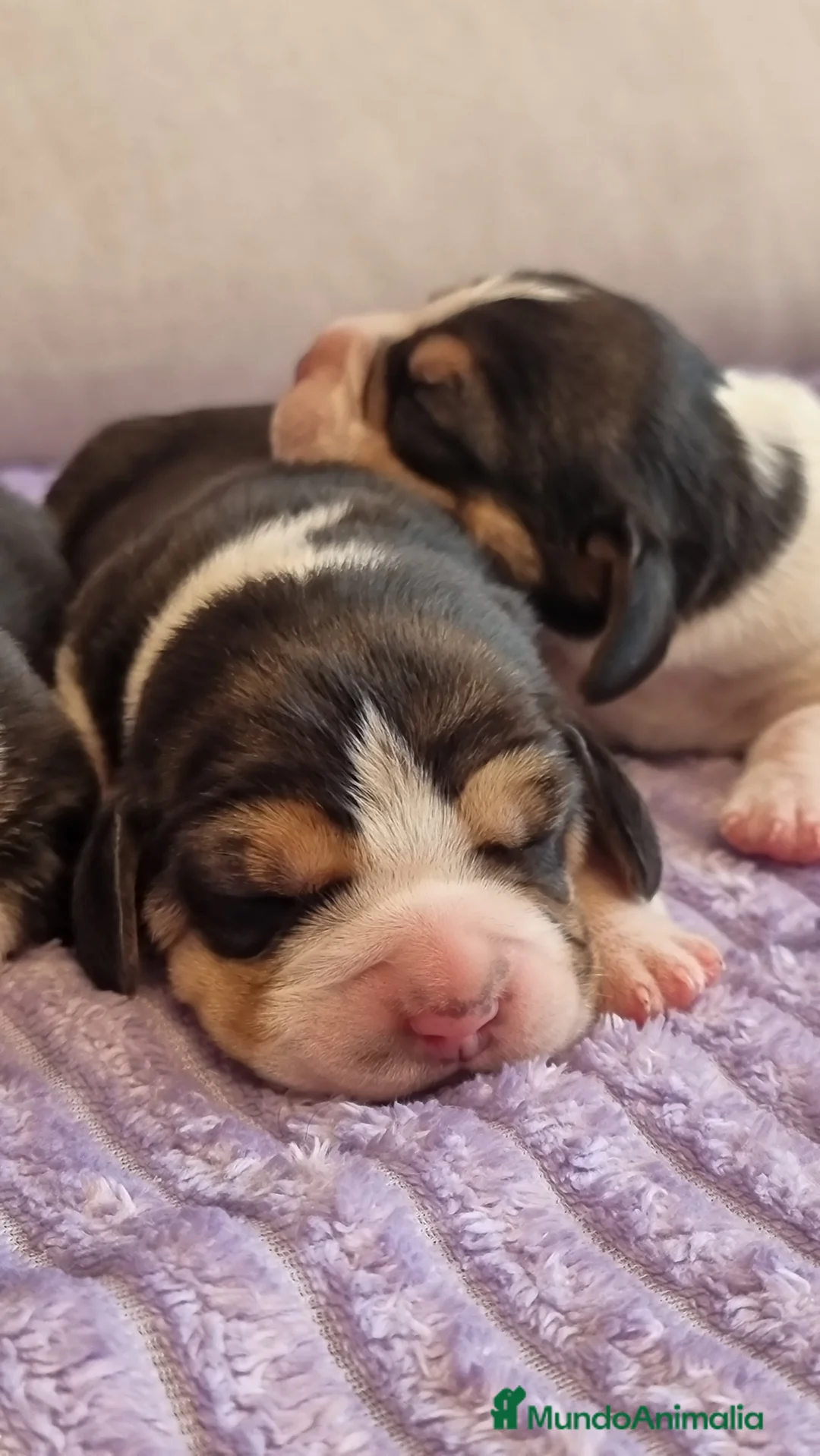 Imagen de galería {{count}}