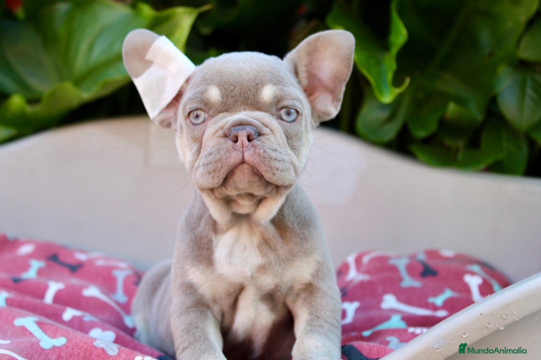 Imagen de galería {{count}}