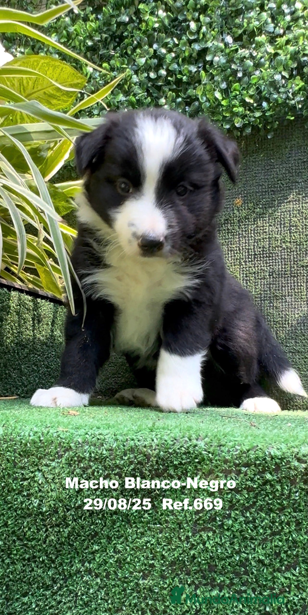 Border Collie perros Border Collie De Villa Biznaga - Anuncio 2