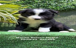 Border Collie perros en venta: Border Collie De Villa Biznaga - Imagen 2