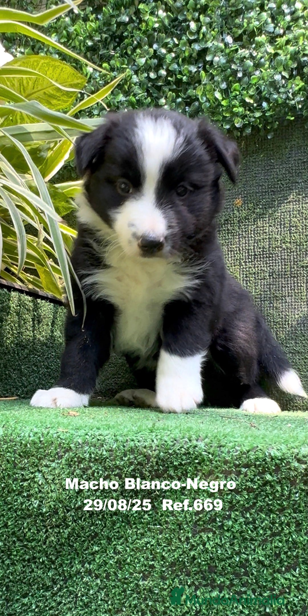 Border Collie perros en venta: Border Collie De Villa Biznaga - Imagen 2