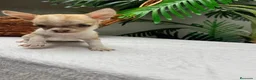 Chihuahua perros en venta:  🐾 DOS PRECIOSAS CHIHUAHUAS HEMBRAS 🐾 - Anuncio 23