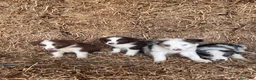 Border Collie perros en venta: Cachorros de Border collie  - Anuncio 4