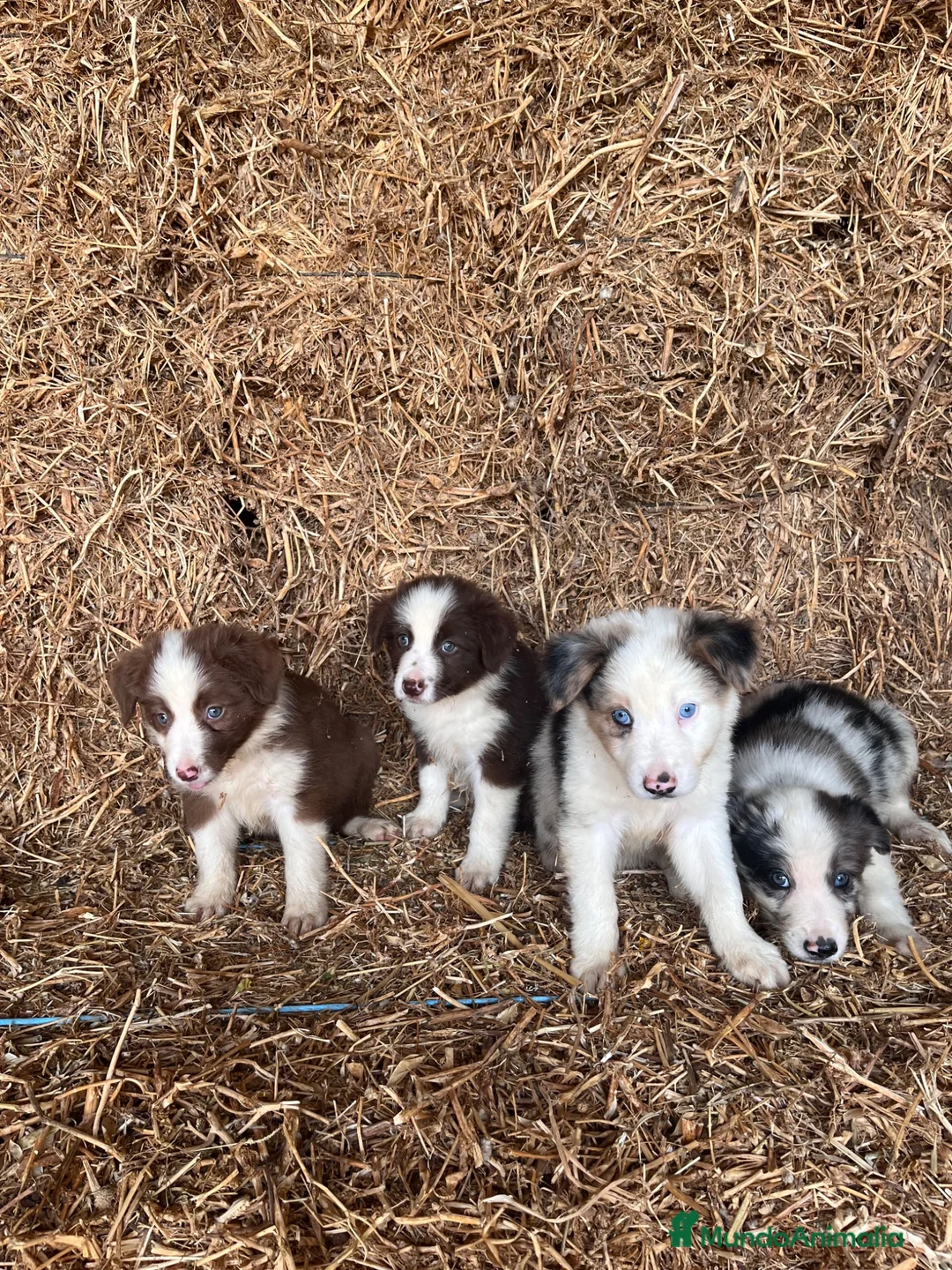 Border Collie perros en venta: Cachorros de Border collie  - Anuncio 4