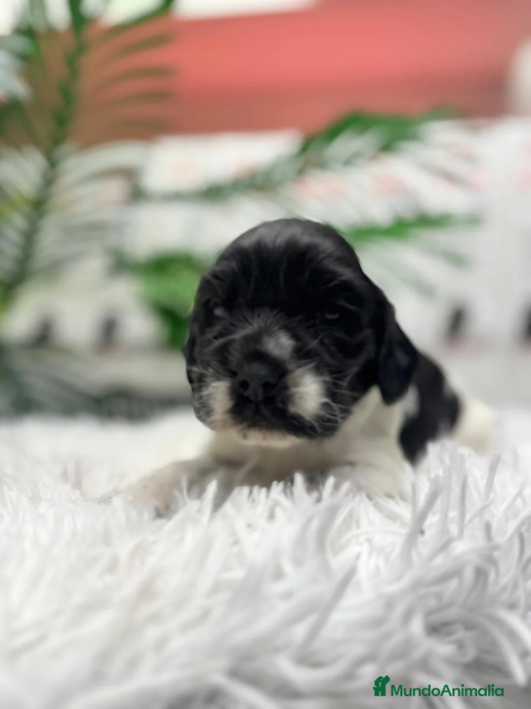 Cocker Spaniel Inglés perros en venta: COCKER SPANIEL INGLES - Anuncio 7