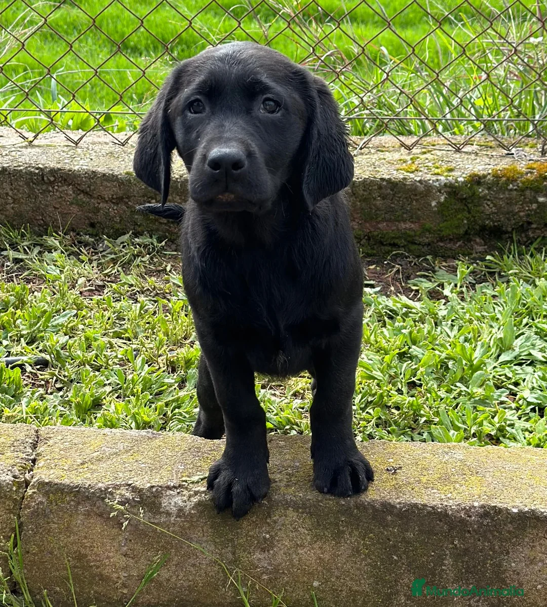 Labrador Retriever perros en venta: Labrador negro en Barcelona - Anuncio 3