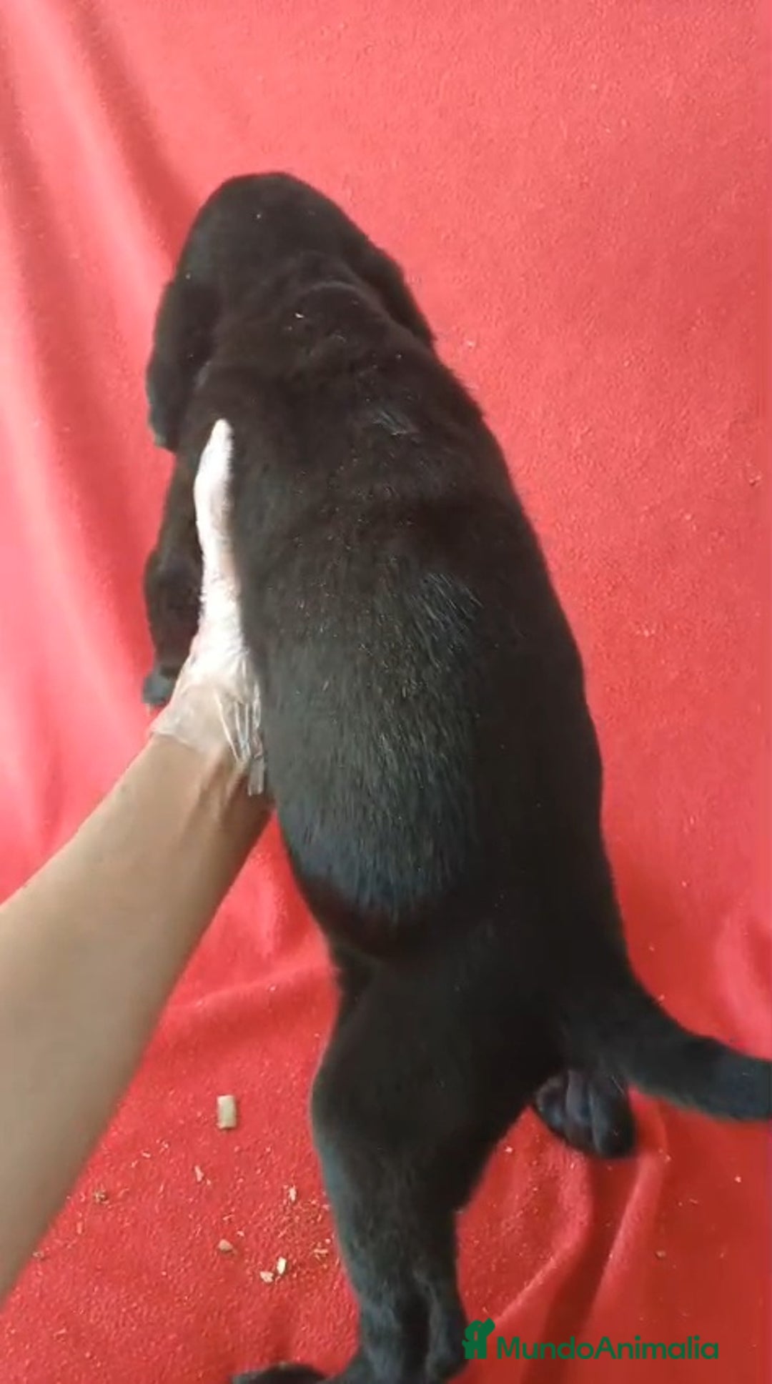 Labrador Retriever perros en venta: Labrador Retriever Negro  - Anuncio 2