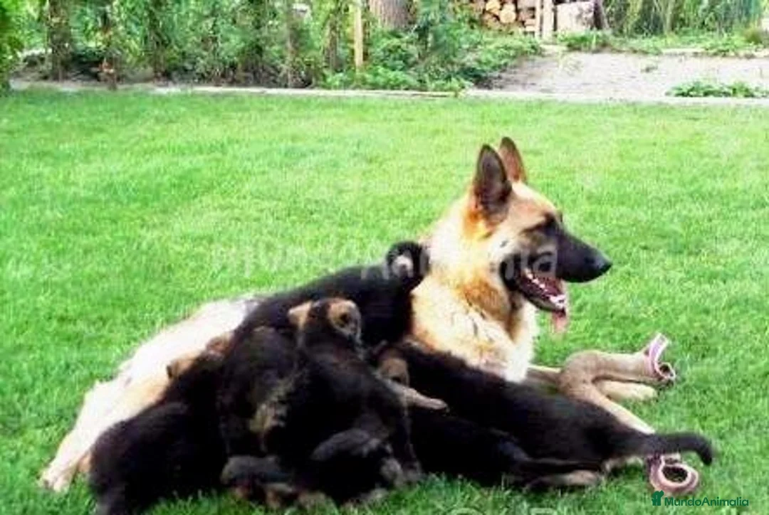 Imagen de galería {{count}}