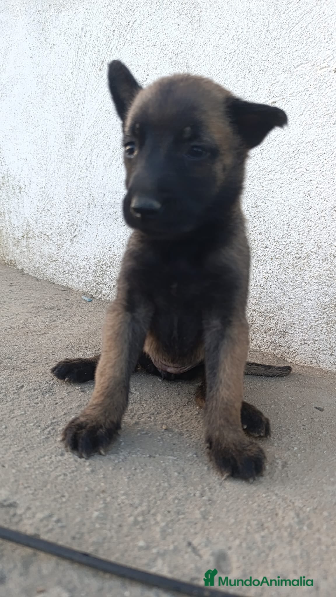 Pastor Belga Malinois perros Pastores belgas Malinois de Calidad  - Anuncio 2
