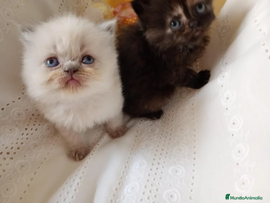 Exótico de Pelo Largo gatos en venta: Gatitos persa himalayo  - Anuncio 2