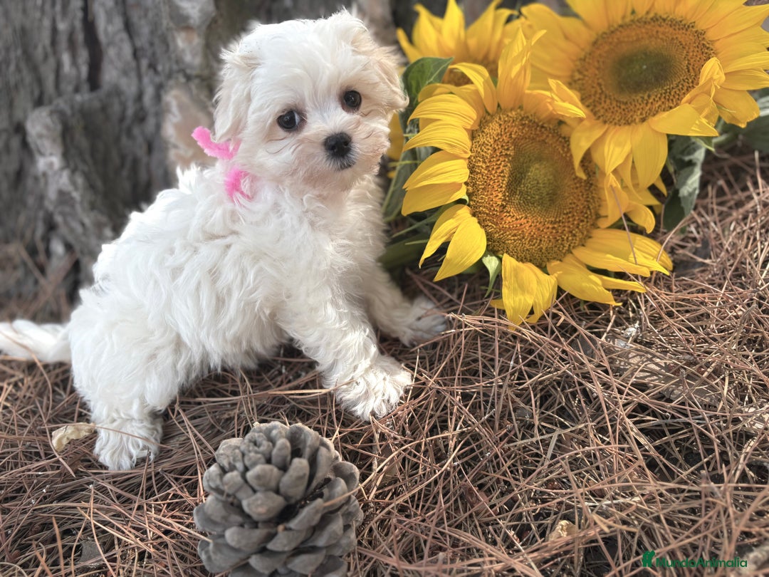 Bichón Maltés perros en venta: Bichon maltés alta selección de cachorros  - Imagen 8