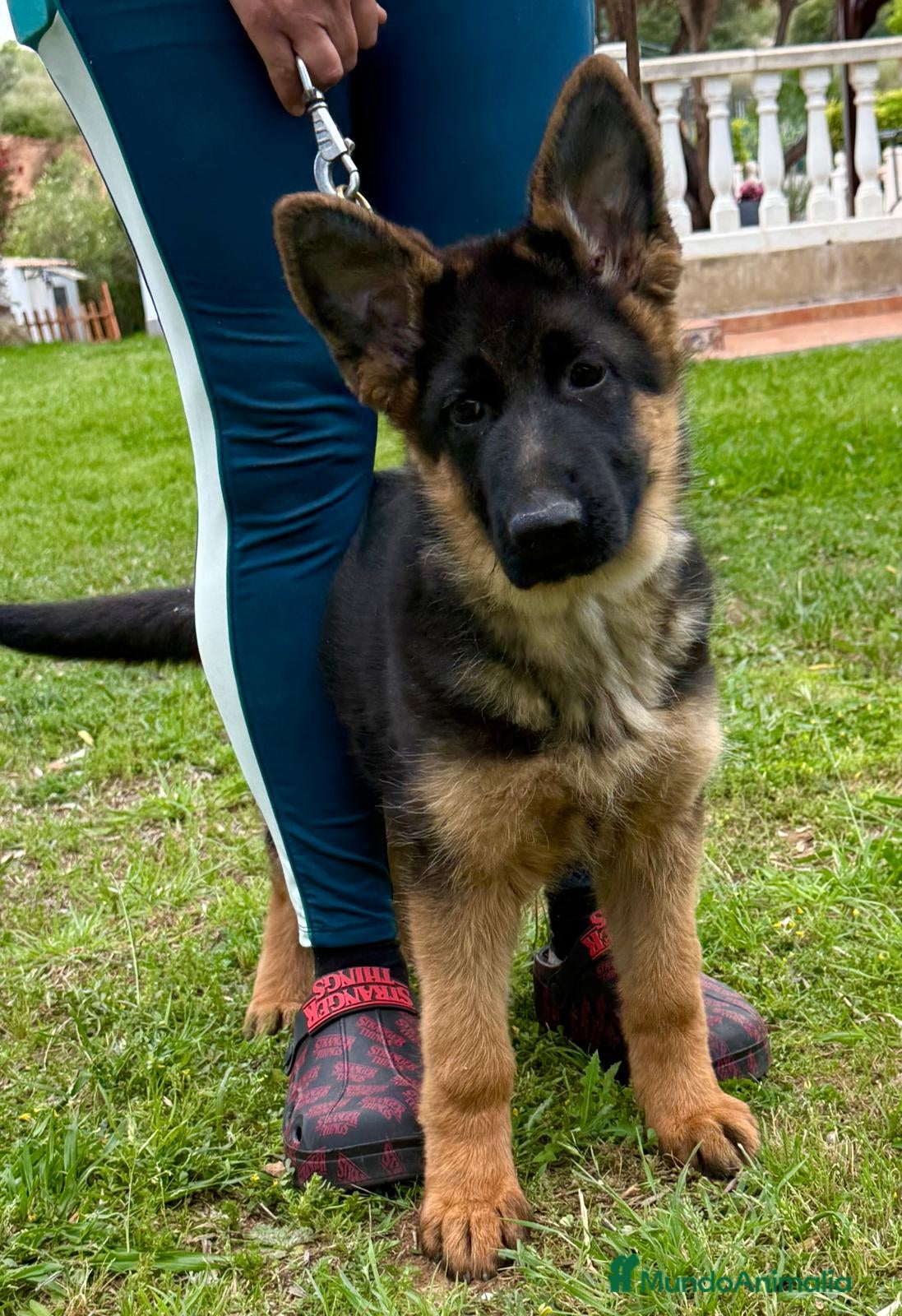 Pastor Alemán perros Pastor aleman cachorro valencia pedralba 2026 - Anuncio 2