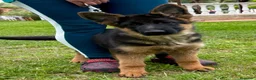 Pastor Alemán perros en venta: Pastor aleman cachorro valencia pedralba 2026 - Anuncio 2