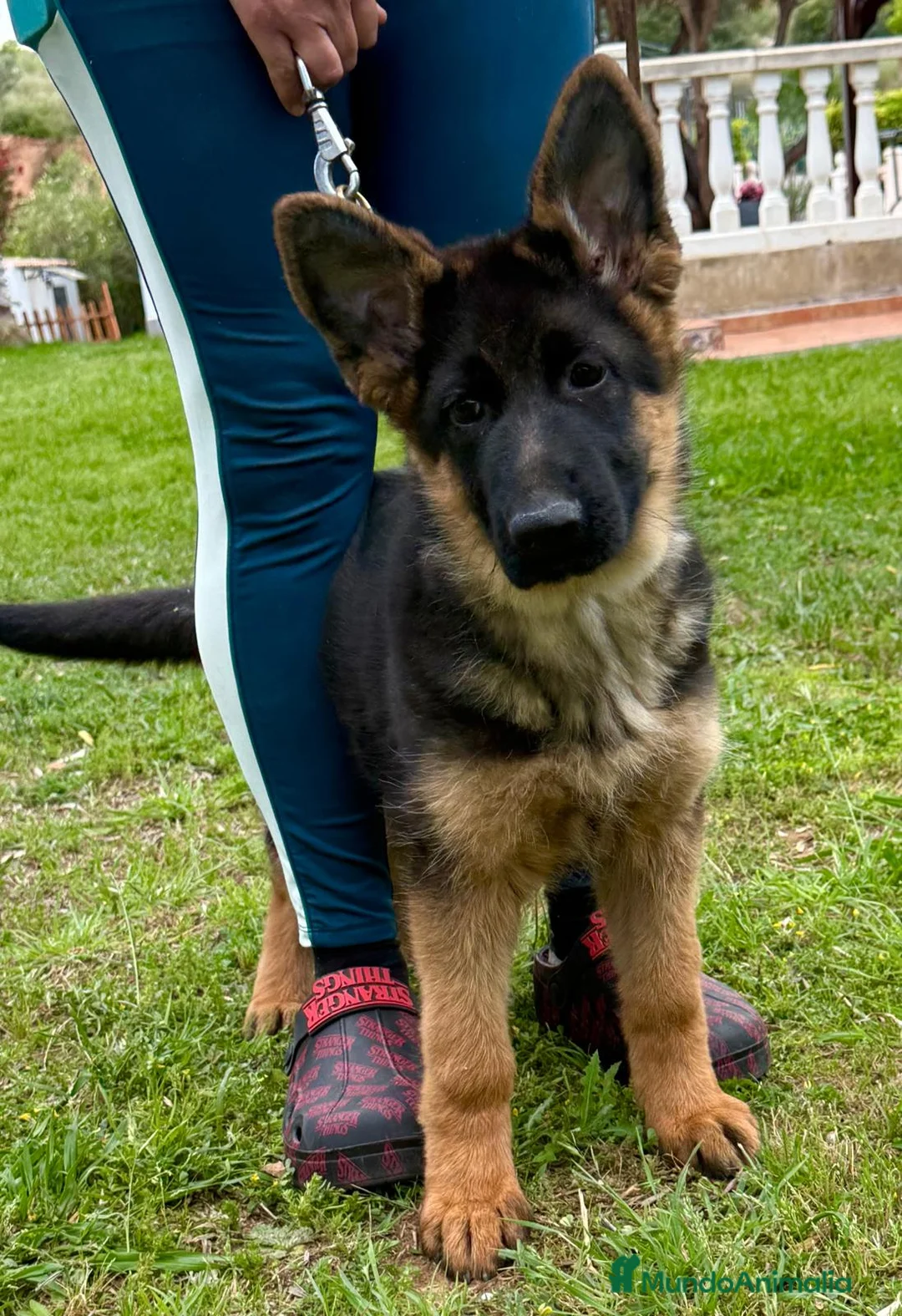 Pastor Alemán perros en venta: Pastor aleman cachorro valencia pedralba 2026 - Anuncio 2