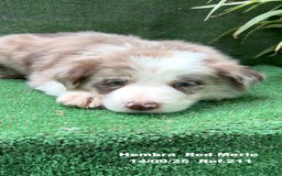 Border Collie perros en venta: BORDER COLLIE Red Merle - Imagen 9