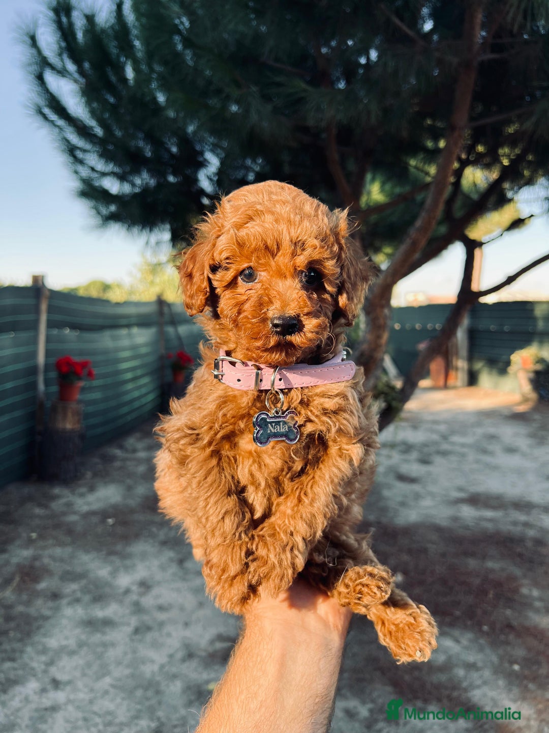Caniche Enano perros en venta: Caniche enano rojo - Anuncio 2