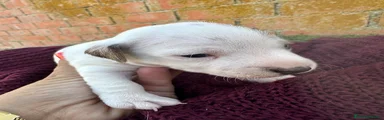 Jack Russell Terrier 4